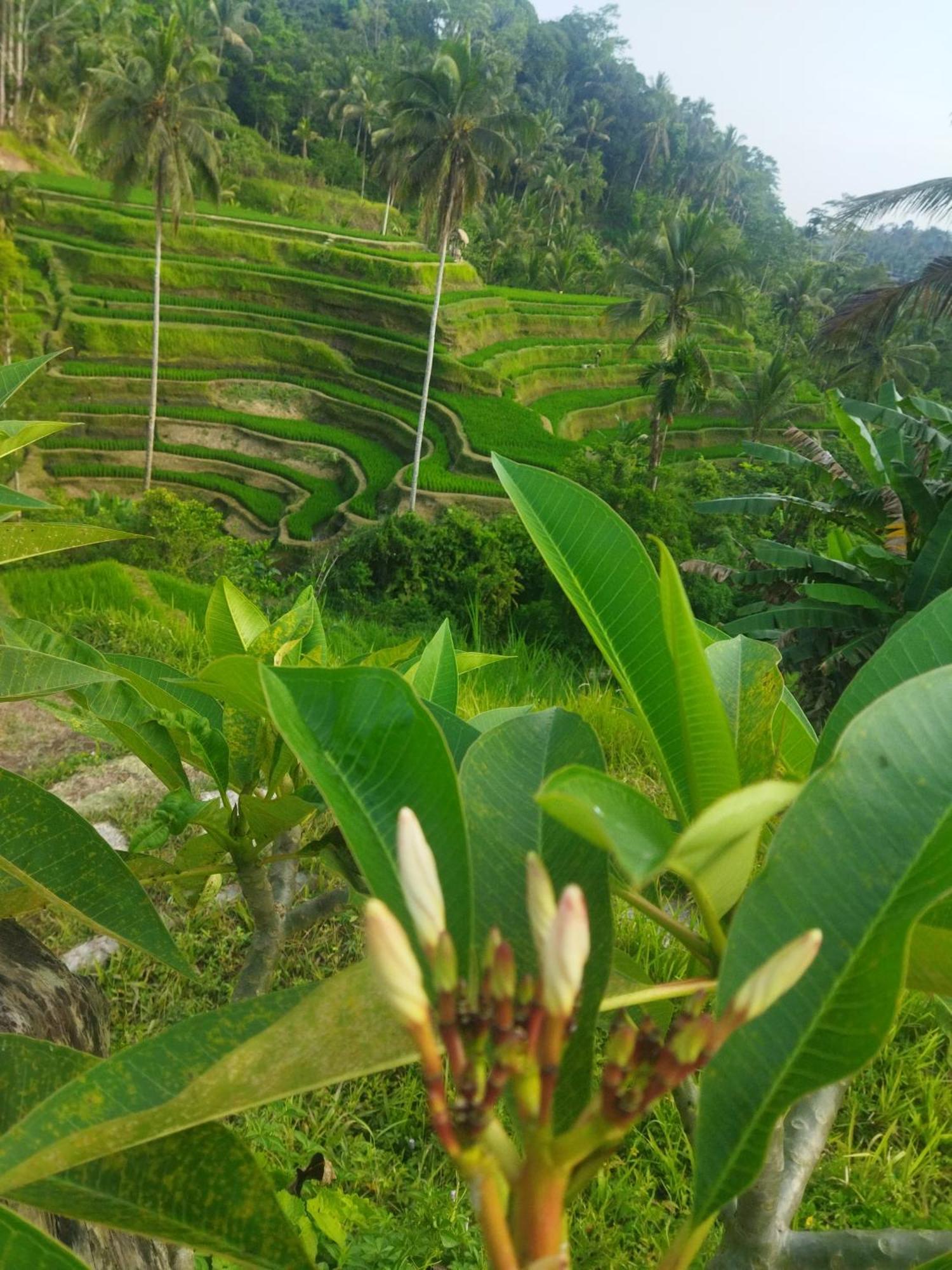 Wahwik'S House Hotel Ubud Exterior foto